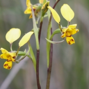 Diuris nigromontana at Bruce, ACT - 23 Sep 2021