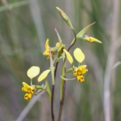 Diuris nigromontana at Bruce, ACT - 23 Sep 2021