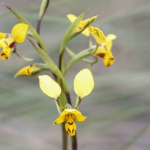 Diuris nigromontana at Bruce, ACT - 23 Sep 2021