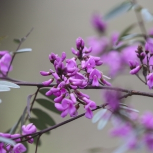 Indigofera australis subsp. australis at Bruce, ACT - 23 Sep 2021 12:11 PM