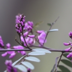 Indigofera australis subsp. australis at Bruce, ACT - 23 Sep 2021 12:11 PM