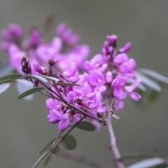 Indigofera australis subsp. australis at Bruce, ACT - 23 Sep 2021 12:11 PM