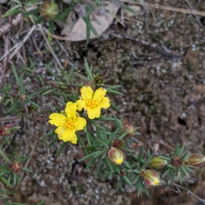 Hibbertia riparia (Erect Guinea-flower) at Splitters Creek, NSW - 23 Sep 2021 by Darcy