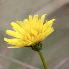 Microseris walteri (Yam Daisy, Murnong) at Bruce, ACT - 23 Sep 2021 by AlisonMilton