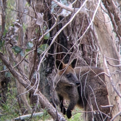 Wallabia bicolor (Swamp Wallaby) at Glenroy, NSW - 23 Sep 2021 by Darcy