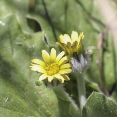 Cymbonotus sp. (preissianus or lawsonianus) (Bears Ears) at Bruce, ACT - 23 Sep 2021 by AlisonMilton