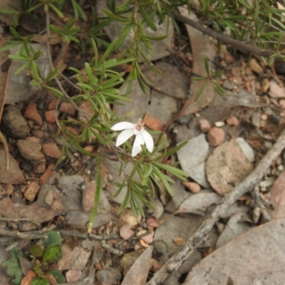 Caladenia fuscata (Dusky Fingers) at Carwoola, NSW - 22 Sep 2021 by Liam.m