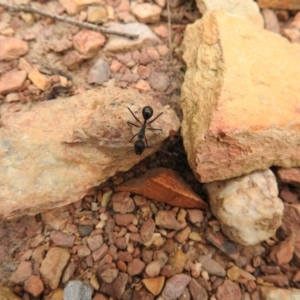 Camponotus intrepidus at Carwoola, NSW - suppressed