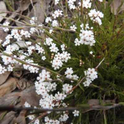 Leucopogon virgatus (Common Beard-heath) at Carwoola, NSW - 23 Sep 2021 by Liam.m