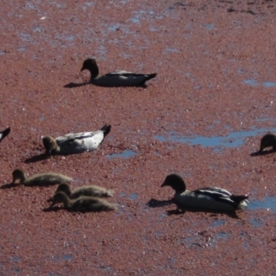 Chenonetta jubata (Australian Wood Duck) at Bruce, ACT - 23 Sep 2021 by pinnaCLE