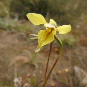 Diuris chryseopsis at suppressed - 23 Sep 2021