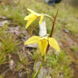 Diuris chryseopsis at suppressed - 23 Sep 2021