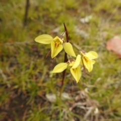 Diuris chryseopsis at suppressed - 23 Sep 2021