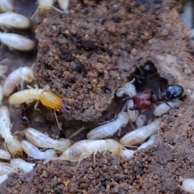 Coptotermes sp. (genus) (Termite) at Denman Prospect, ACT - 23 Sep 2021 by Kurt