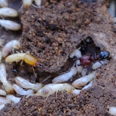 Coptotermes sp. (genus) (Termite) at Denman Prospect 2 Estate Deferred Area (Block 12) - 23 Sep 2021 by Kurt