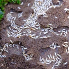 Coptotermes sp. (genus) at Denman Prospect, ACT - suppressed