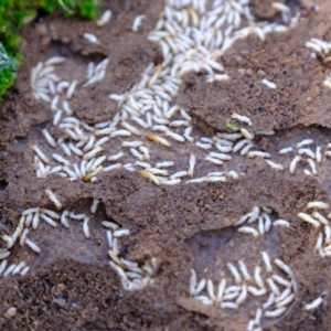 Coptotermes sp. (genus) at Denman Prospect, ACT - suppressed