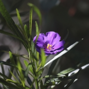 Solanum linearifolium at Bruce, ACT - 23 Sep 2021 01:28 PM