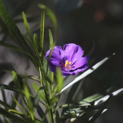 Solanum linearifolium (Kangaroo Apple) at Bruce, ACT - 23 Sep 2021 by AlisonMilton