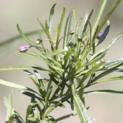 Solanum linearifolium at Bruce, ACT - 23 Sep 2021