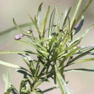 Solanum linearifolium at Bruce, ACT - 23 Sep 2021