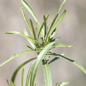 Solanum linearifolium at Bruce, ACT - 23 Sep 2021