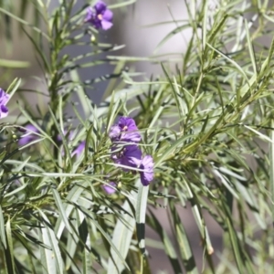 Solanum linearifolium at Bruce, ACT - 23 Sep 2021 01:28 PM