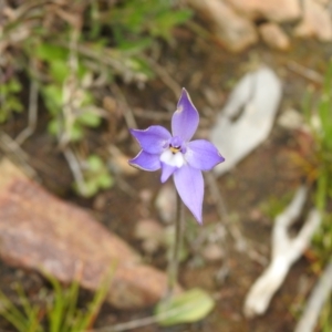 Glossodia major at Carwoola, NSW - 23 Sep 2021