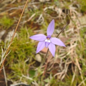 Glossodia major at Carwoola, NSW - 23 Sep 2021