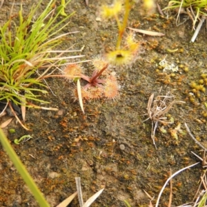 Drosera sp. at Carwoola, NSW - 23 Sep 2021