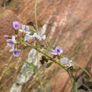 Glycine clandestina at Carwoola, NSW - suppressed