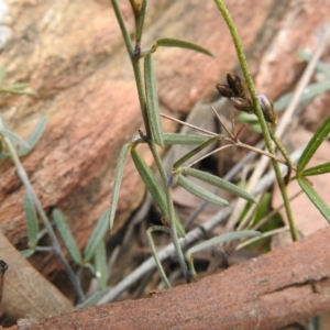 Glycine clandestina at Carwoola, NSW - suppressed