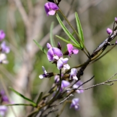 Glycine clandestina (Twining Glycine) at Denman Prospect 2 Estate Deferred Area (Block 12) - 23 Sep 2021 by Kurt