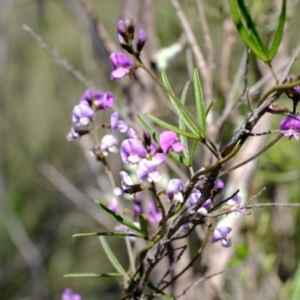 Glycine clandestina at Denman Prospect, ACT - 23 Sep 2021