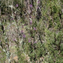 Glycine clandestina at Denman Prospect, ACT - 23 Sep 2021