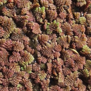 Azolla pinnata at Bruce, ACT - 23 Sep 2021