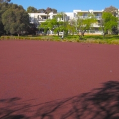 Azolla pinnata at Bruce, ACT - 23 Sep 2021