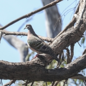 Phaps chalcoptera at Bruce, ACT - 23 Sep 2021