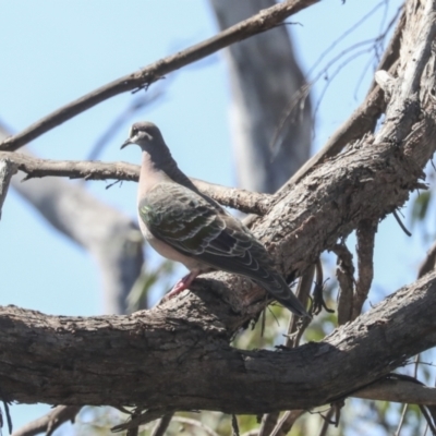 Phaps chalcoptera (Common Bronzewing) at Bruce Ridge to Gossan Hill - 23 Sep 2021 by AlisonMilton
