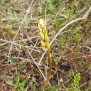 Bulbine sp. at Carwoola, NSW - suppressed