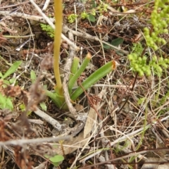 Bulbine sp. at Carwoola, NSW - suppressed