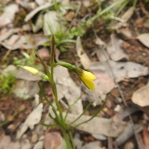 Diuris chryseopsis at suppressed - 23 Sep 2021