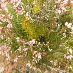 Lissanthe strigosa subsp. subulata at Carwoola, NSW - suppressed