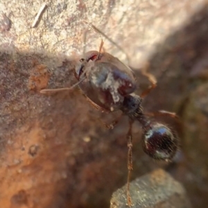 Pheidole sp. (genus) at Murrumbateman, NSW - 23 Sep 2021 12:34 PM