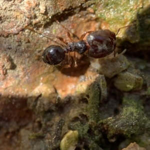 Pheidole sp. (genus) at Murrumbateman, NSW - 23 Sep 2021 12:34 PM