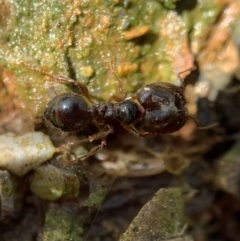 Pheidole sp. (genus) at Murrumbateman, NSW - 23 Sep 2021 12:34 PM