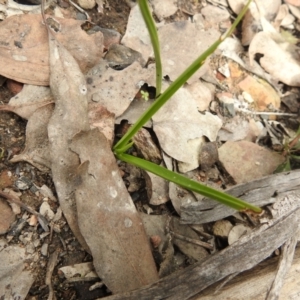 Diuris sp. at Carwoola, NSW - 23 Sep 2021