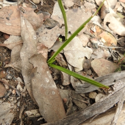 Diuris sp. (A Donkey Orchid) at Carwoola, NSW - 23 Sep 2021 by Liam.m