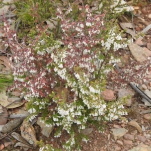 Styphelia fletcheri subsp. brevisepala at Carwoola, NSW - suppressed