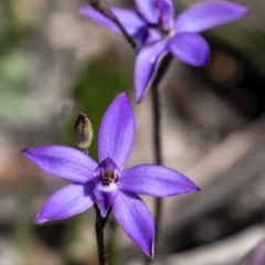 Glossodia minor (Small Wax-lip Orchid) at Bundanoon, NSW - 19 Sep 2021 by Aussiegall